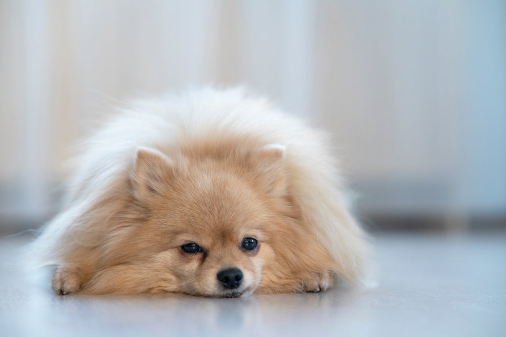 Diversas raças têm propensão a doença renal em cães e elas merecem atenção