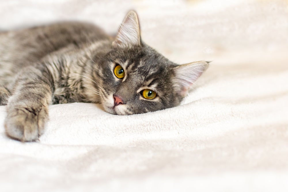Os sintomas de fase terminal de insuficiência renal em gatos deixam o animal muito fragilizado