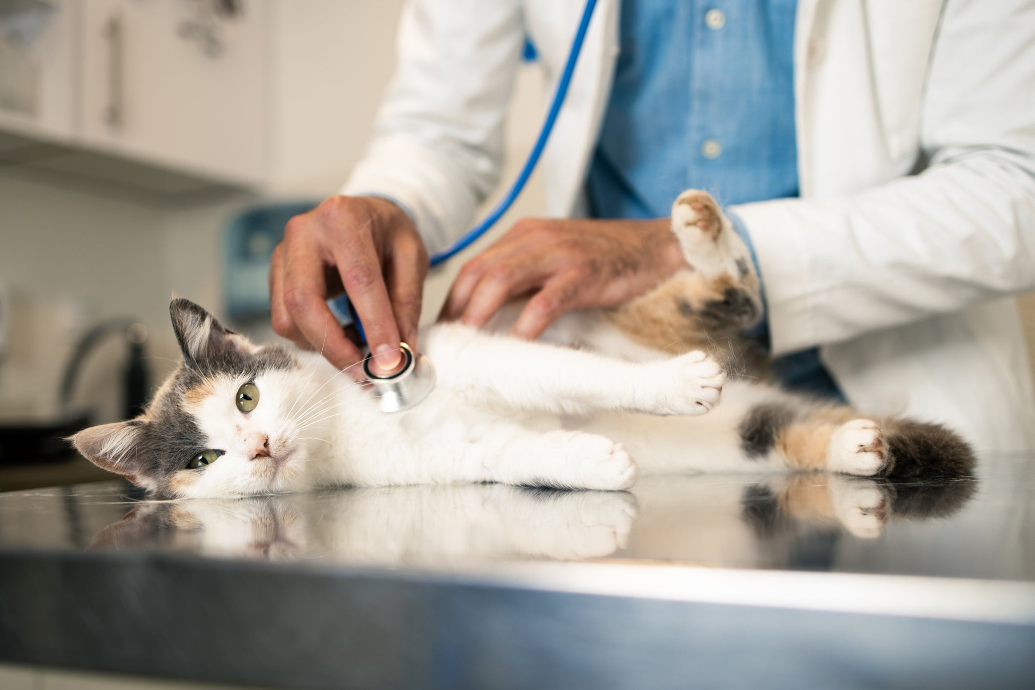 O gato com problema renal precisa estar sempre fazendo check-ups e fazer um acompanhaento veterinário por toda a vida