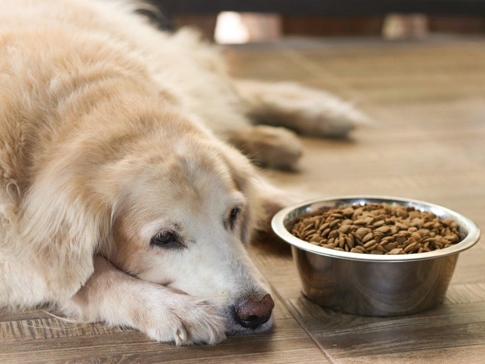Ao ver um caso de intoxicação alimentar em cachorro, busque ajuda médica imediatamente