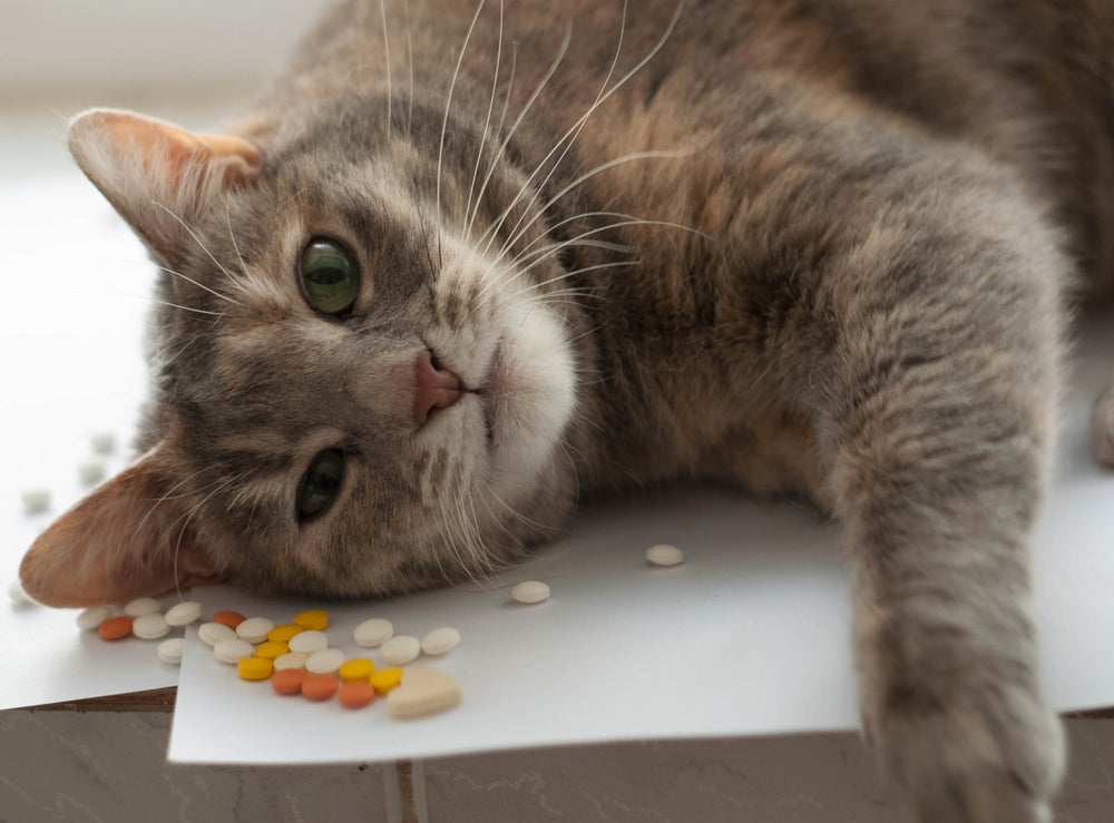 O gato intoxicado por medicamentos precisa de atendimento veterinário imediato