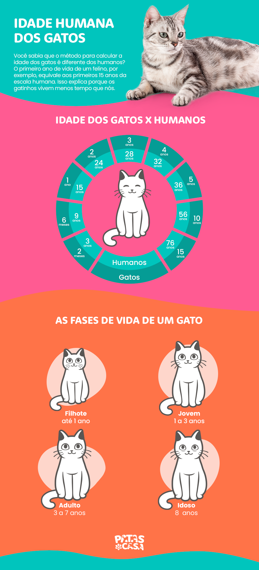 Bloco informativo mostrando como calcular a idade humana dos gatos