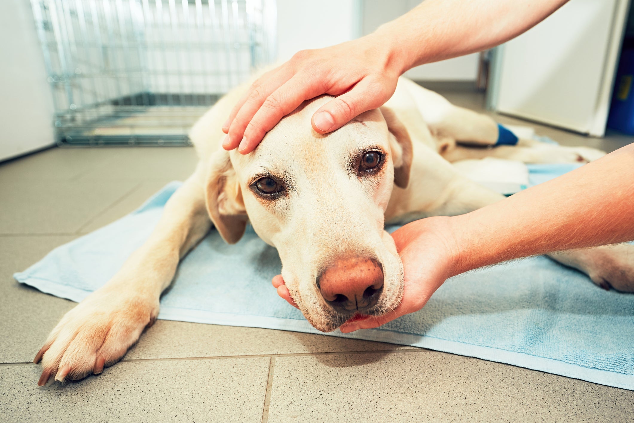 A ascite canina pode ser causada por problemas hepáticos e outras doenças