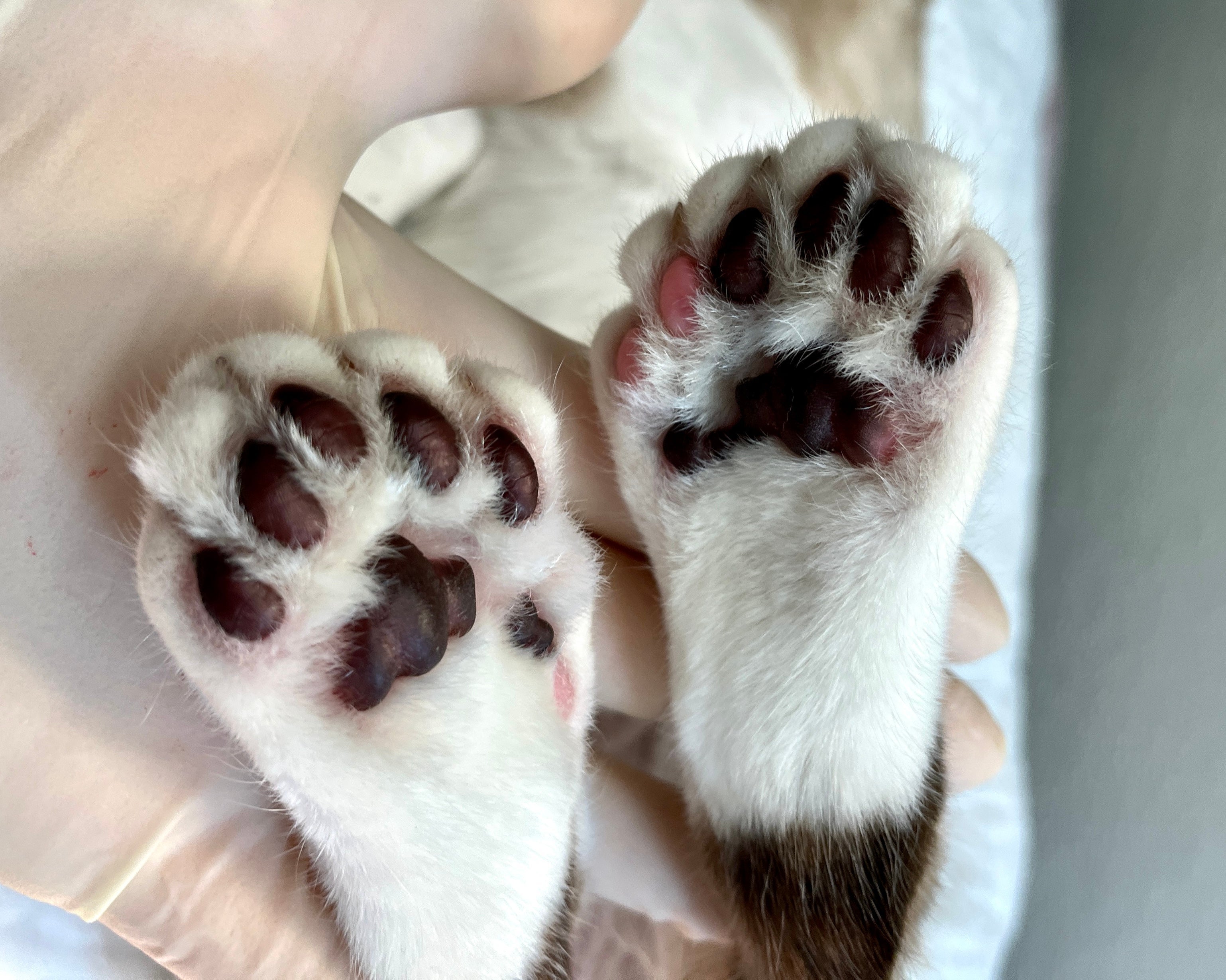 Pata de gato: dedinhos extras precisam de cuidados regulares dos tutores