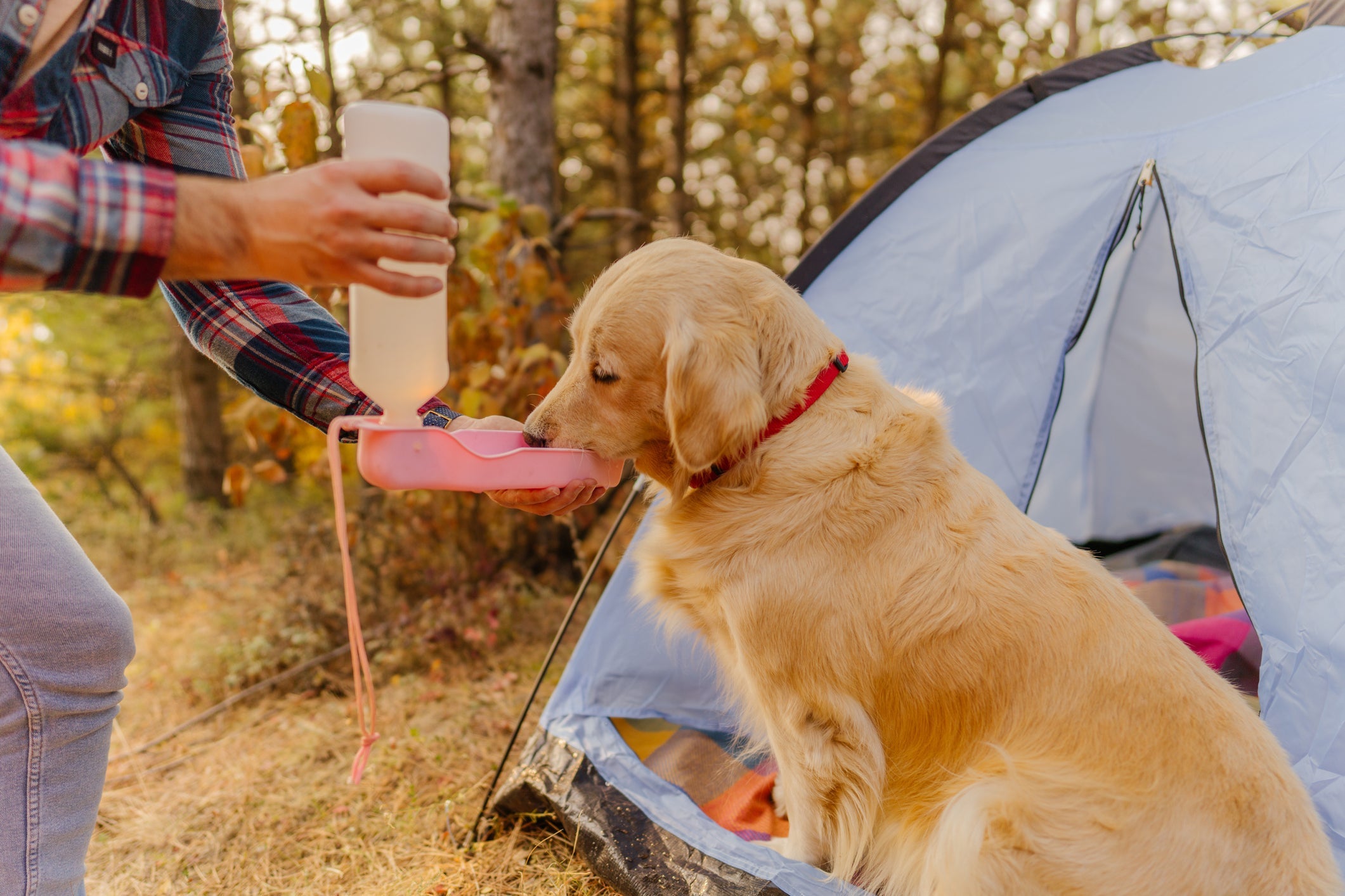Um cachorro com calor sente mais sede, por isso tenha sempre em mãos uma garrafinha de água nos passeios
