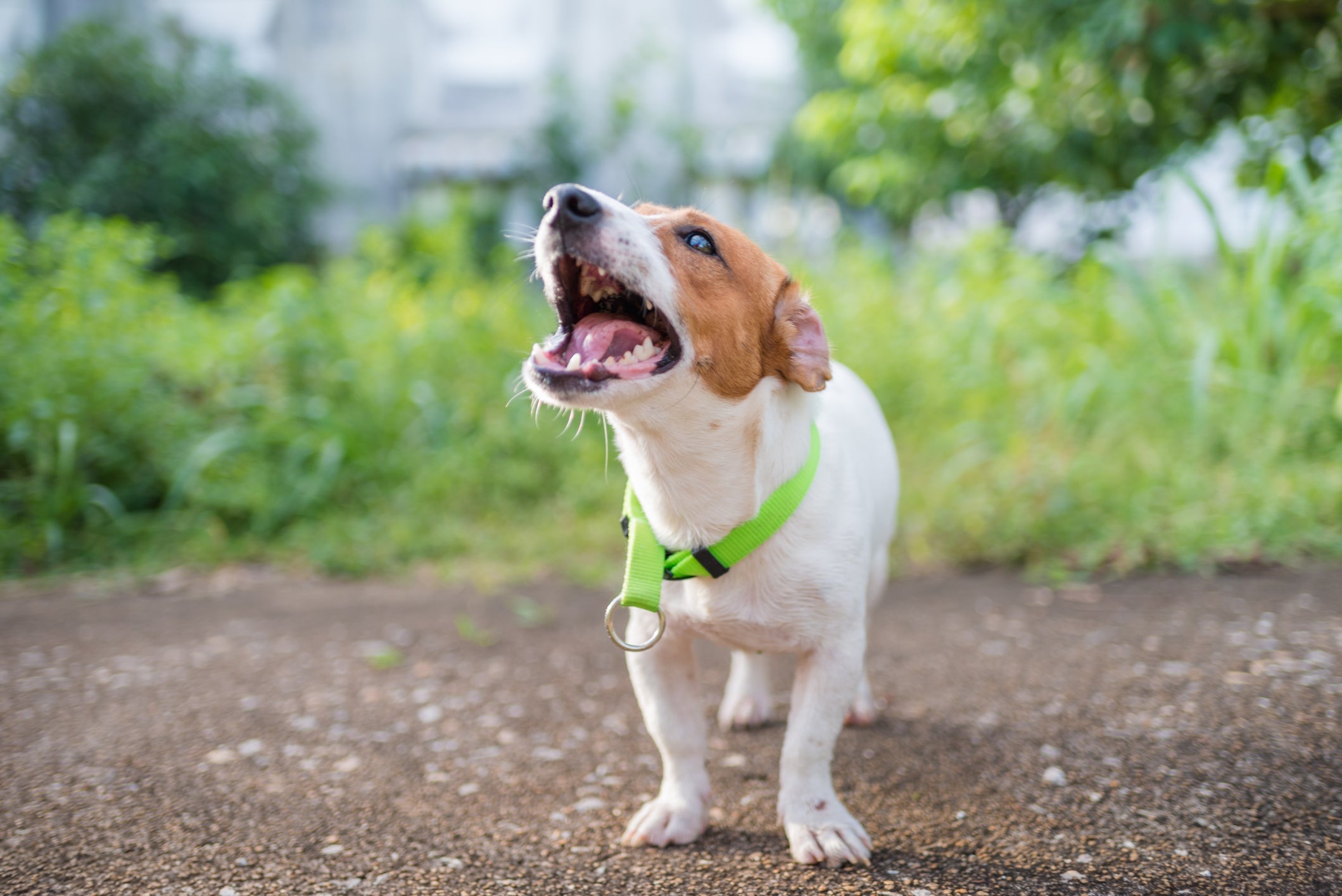 O Jack Russel Terrier é um cachorro cheio de energia