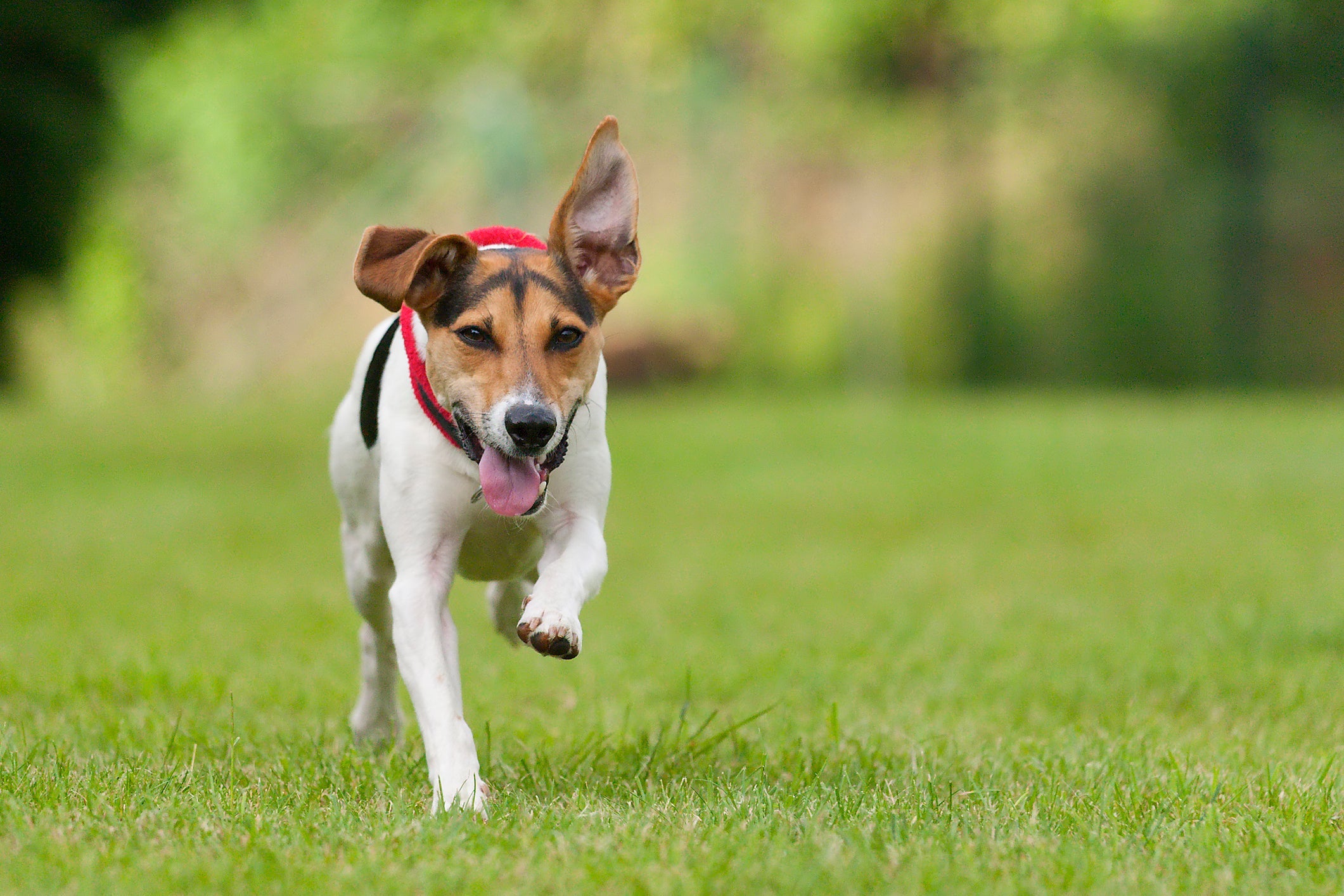 O Jack Russel Terrier é um cão ciumento e impulsivo