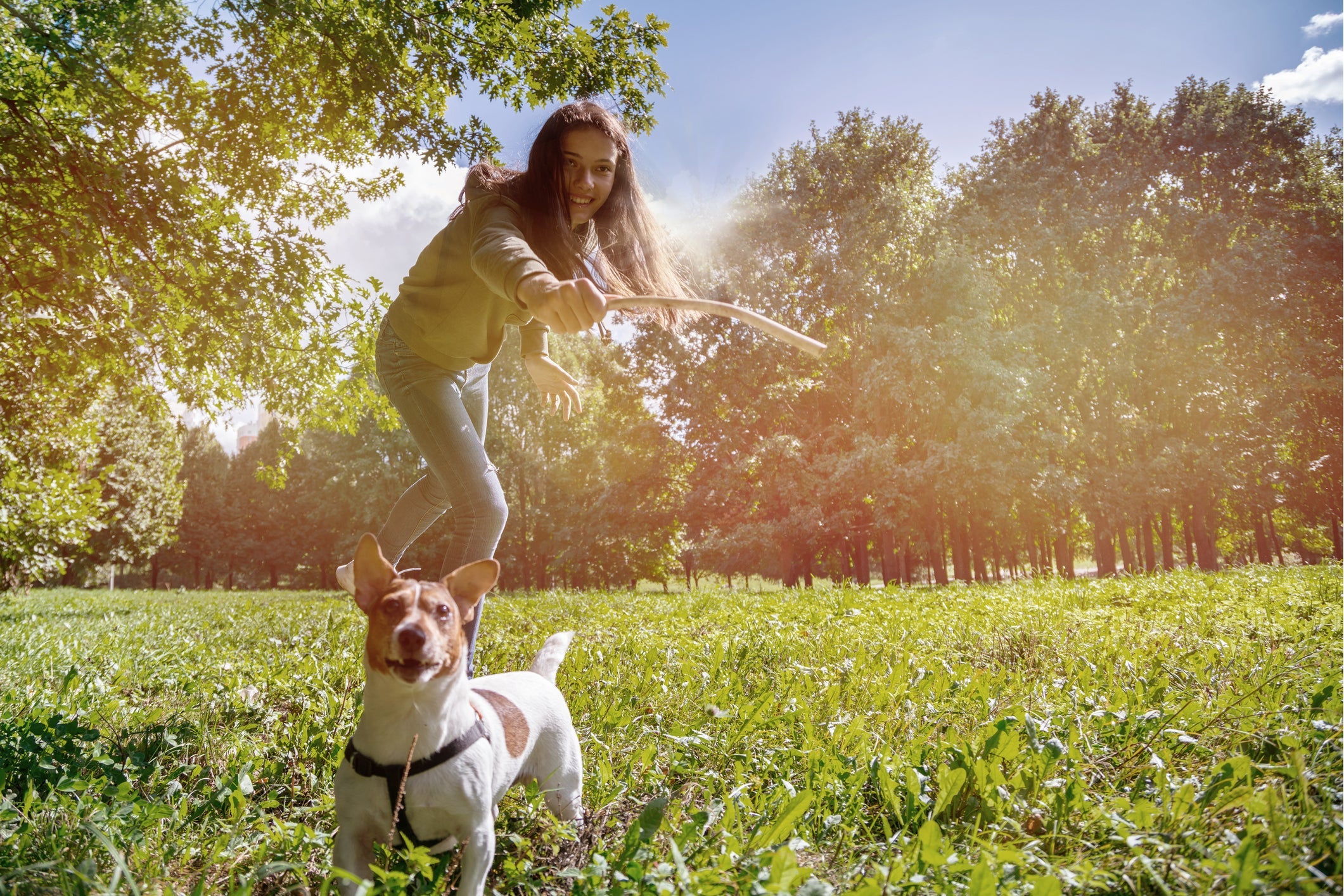 O adestramento do filhote de Jack Russell pode ser muito mais eficaz do que na fase adulta