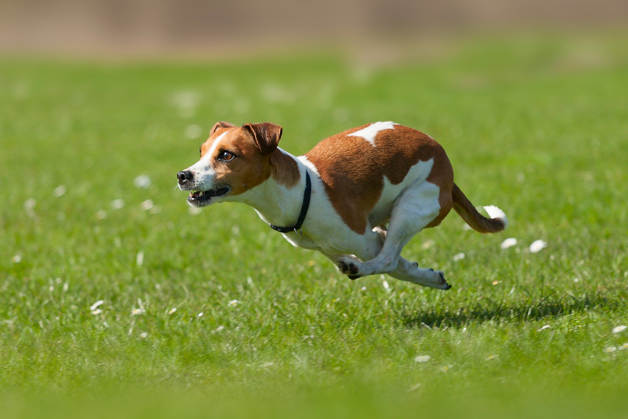 O Jack Russel Terrier é um cão de pequeno porte que é cheio de energia