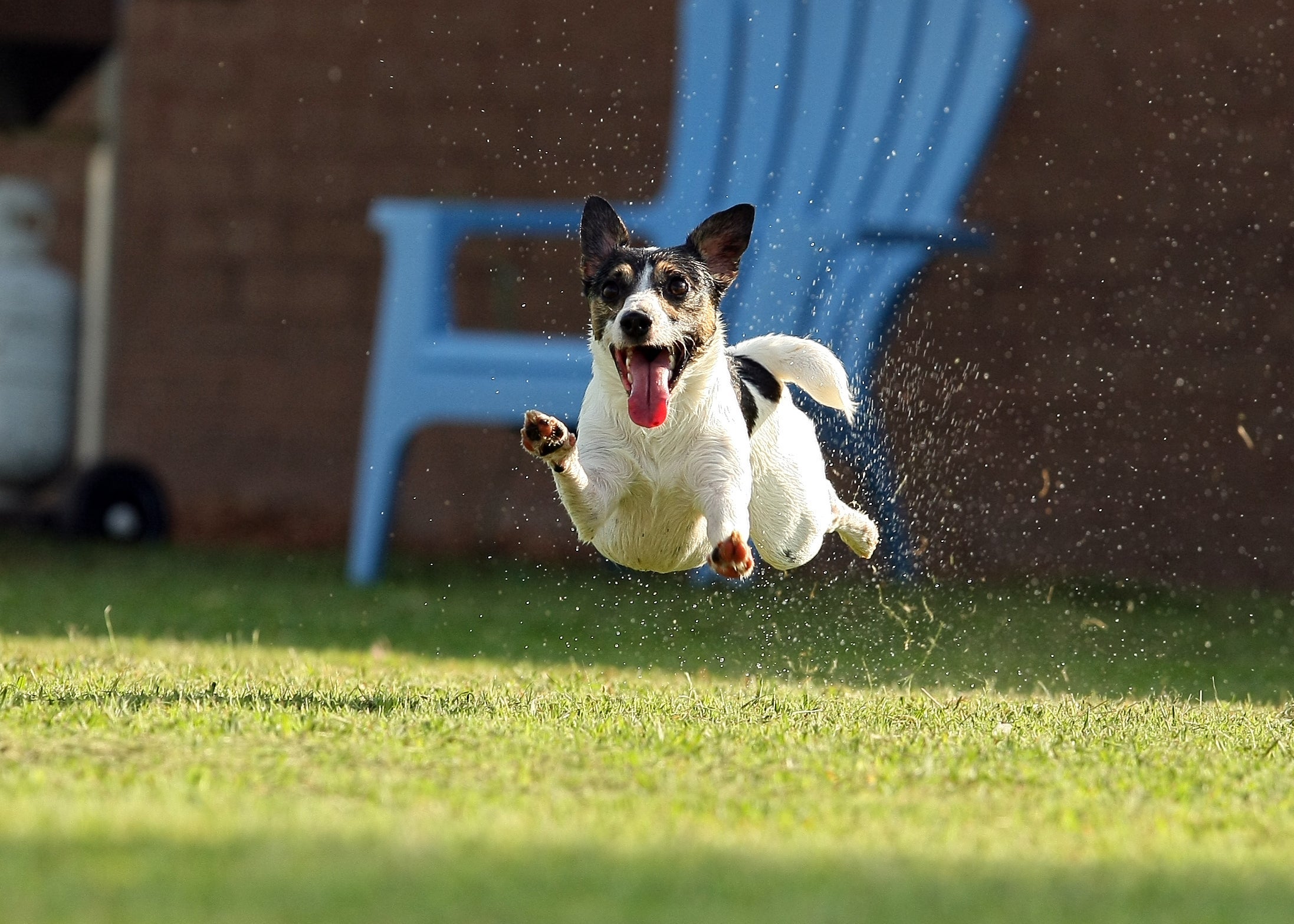 Os exercícios físicos evitam o surgimento de problemas de saúde no Jack Russell Terrier