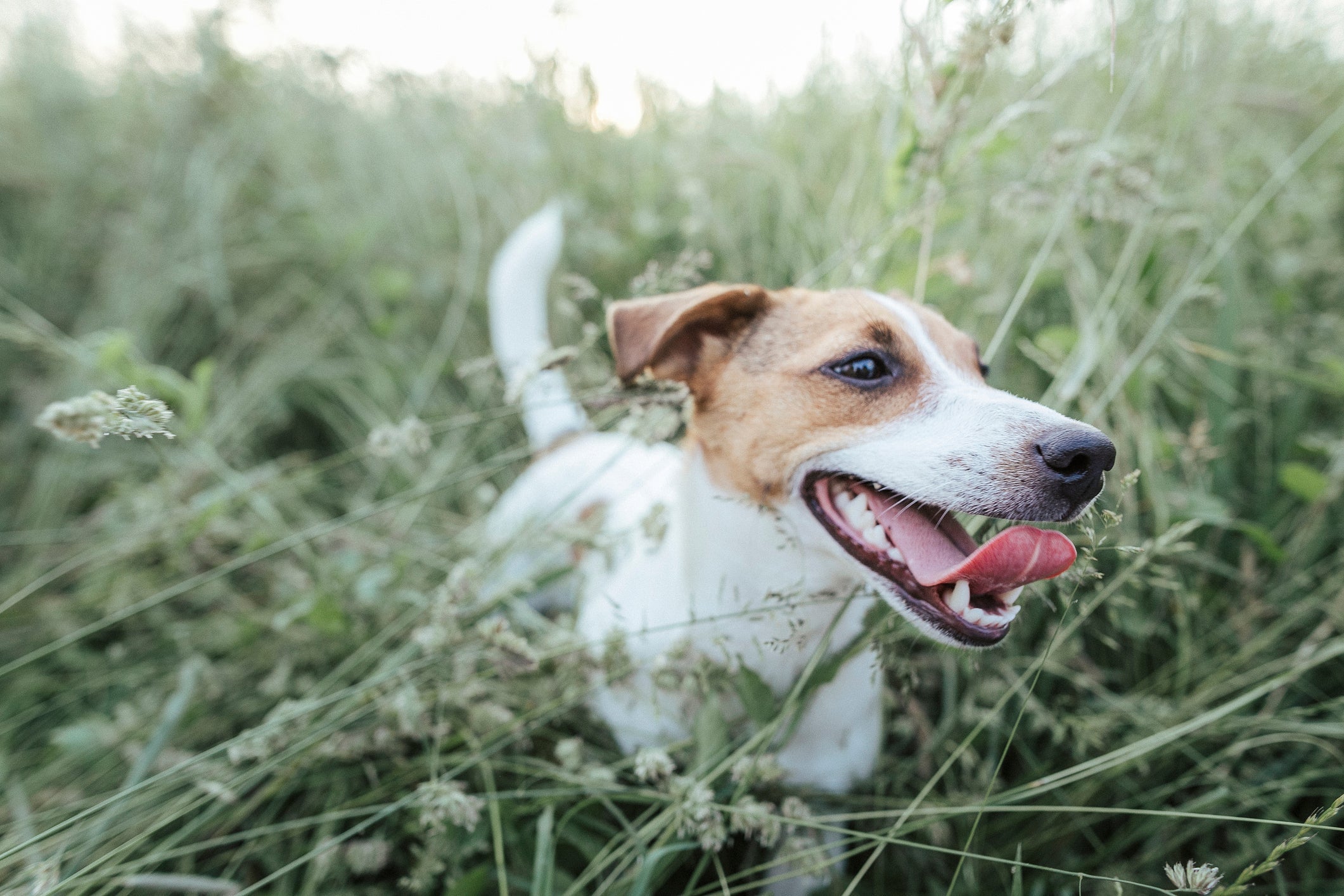 O cão Jack Russell Terrier pode ter até três tipos diferentes de pelagem