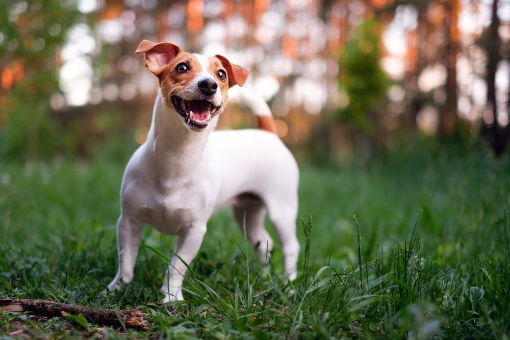 Não se engane pelo porte do Jack Russell Terrier: esse cãozinho tem energia em dobro.