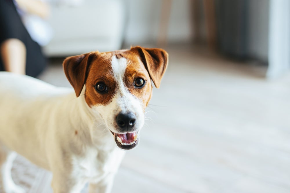 Filhotes de Jack Russell são tão pequenos quanto espertos. Essa é a melhor fase da vida para o adestramento.