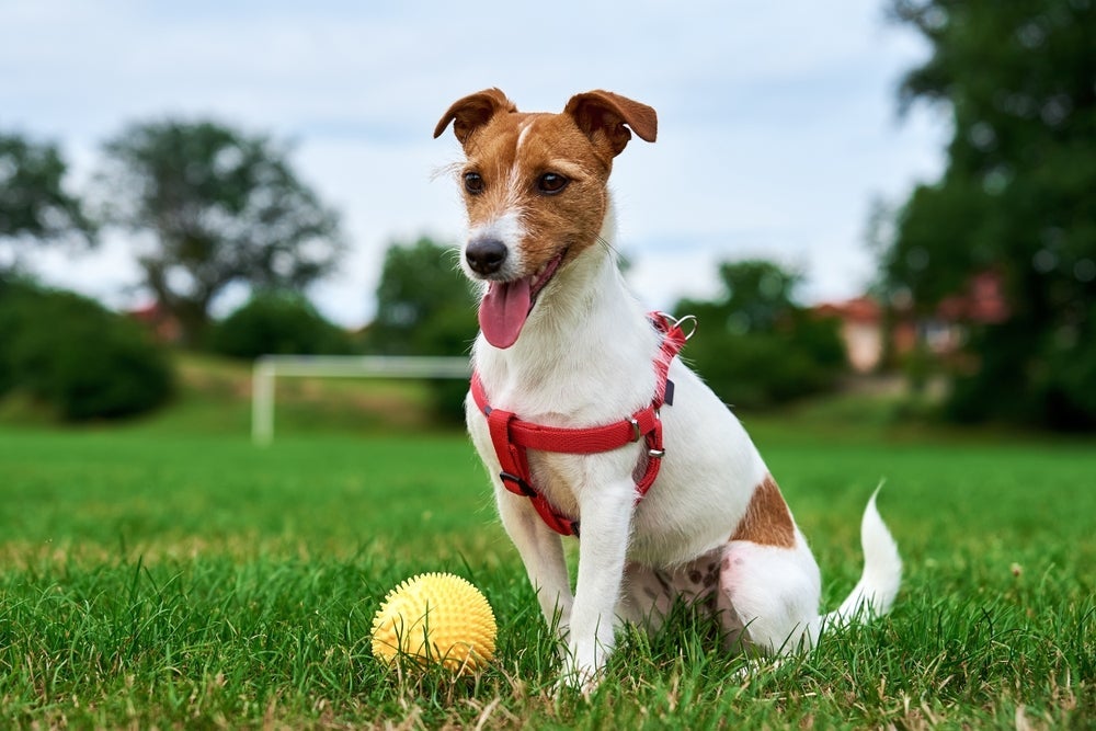 Jack Russell: cachorro aprecia corridas e caminhadas ao ar livre no seu dia a dia