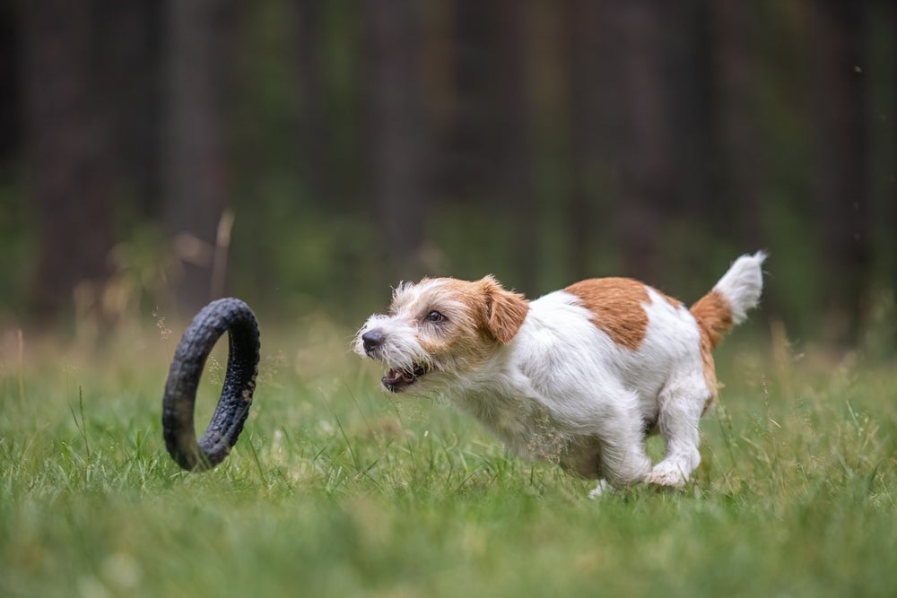 O Jack Russell Terrier tem muita energia para um corpinho pequeno.