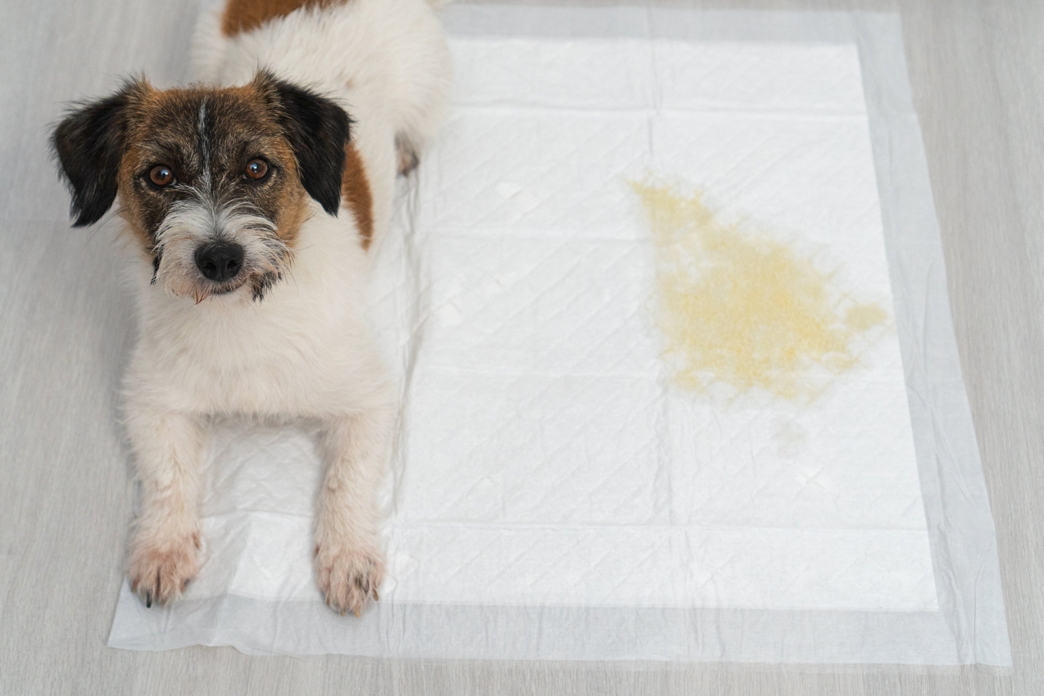 O tapete higiênico para cachorro tradicional é bom para pets menores
