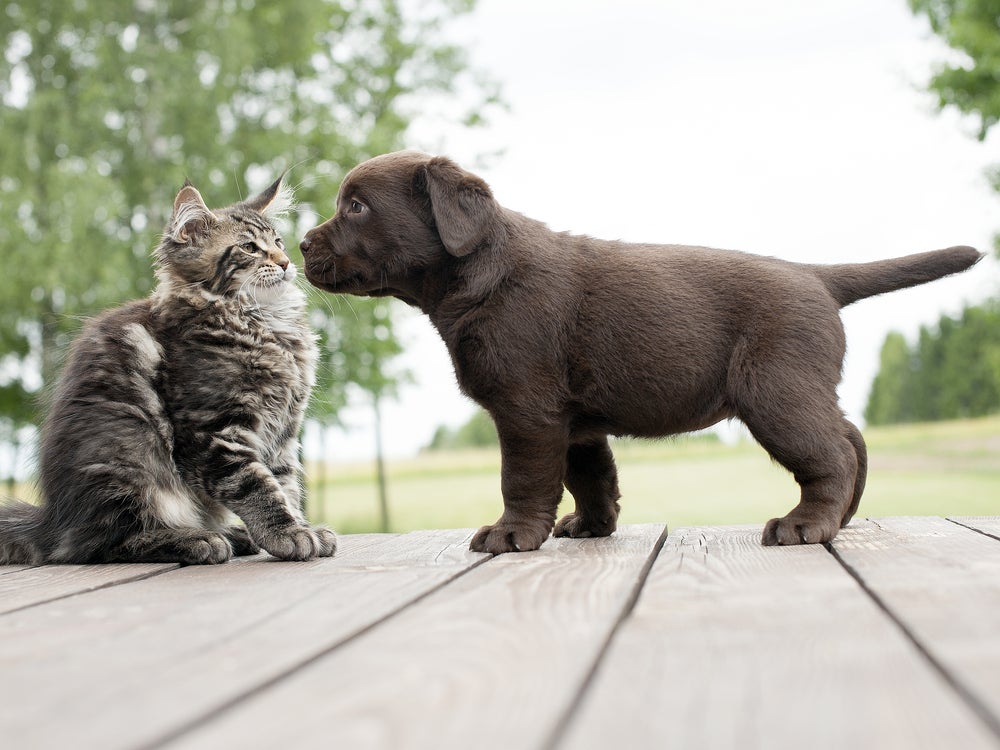 Para evitar zoonoses, gatos e cães devem receber cuidados básicos de saúde e higiene desde o seu nascimento