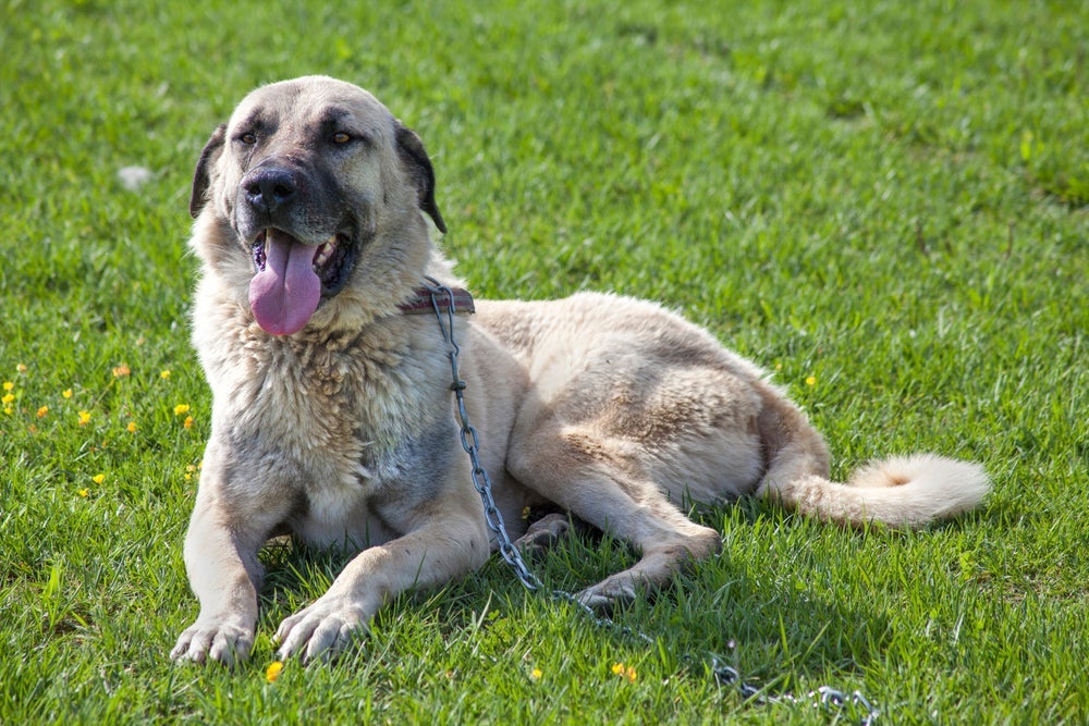 Kangal é o cachorro com a mordida mais forte do mundo 