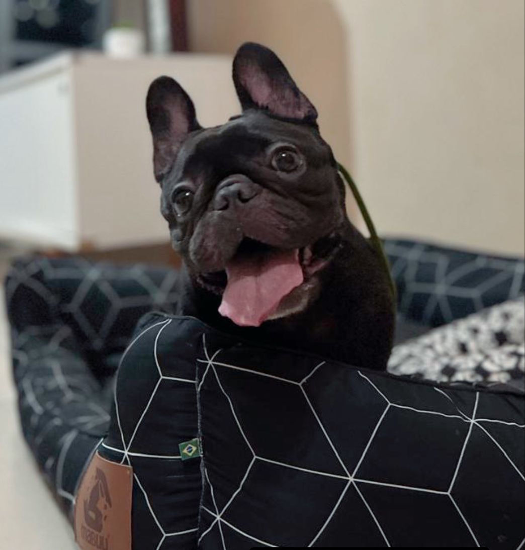 O aspirador robô é ótimo para aspirar pelo de cachorro, segundo Karina Marques