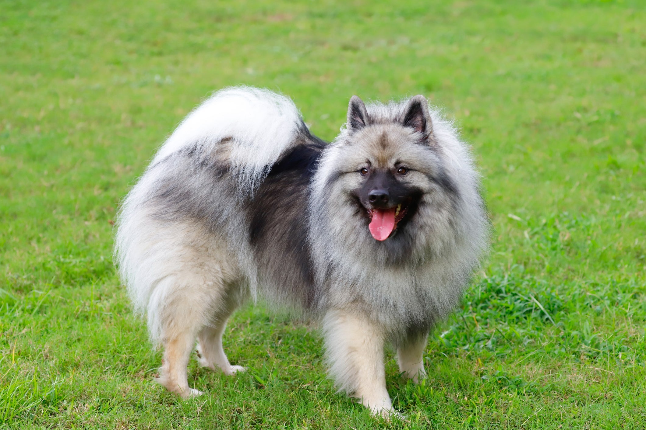 Um lobo ou um urso? O Keeshond é uma raça de cachorro pequeno super companheiro