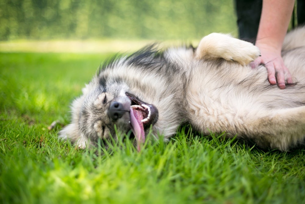 O Wolfspitz é um cãozinho com pelagem majoritariamente cinza