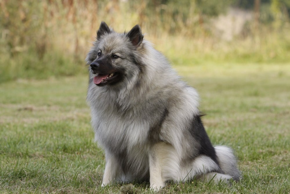 O pequeno Keeshond já foi até sí­mbolo de resistência polí­tica nos Paí­ses Baixos (Holanda)