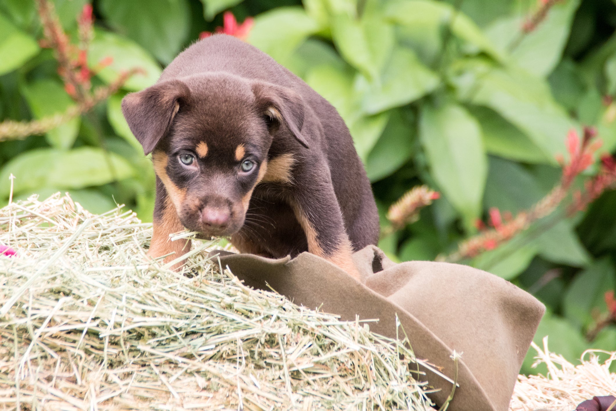 O Kelpie Australiano filhote pode ser encontrado por um preço bem acessível