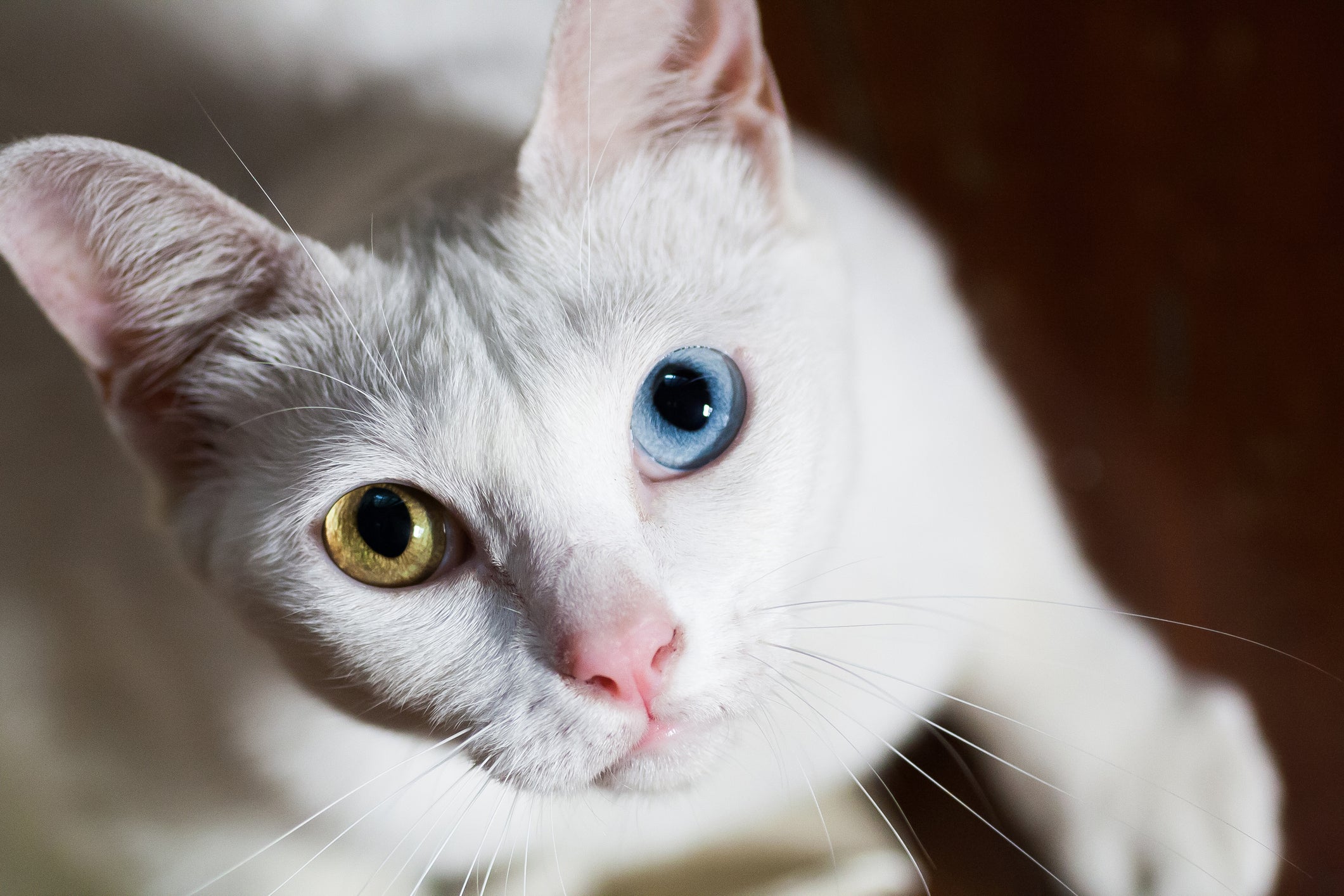Khao Manee é uma das raças que é afetada pela heterocromia