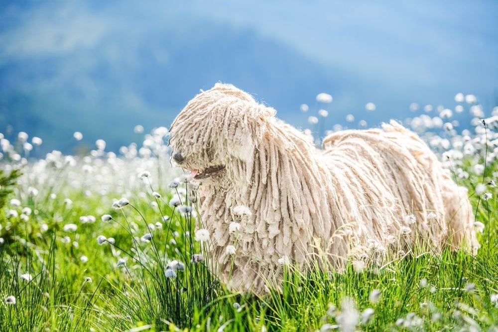 Komondor: cachorro tem o corpo coberto por pelos que se assemelham a dreadlocks