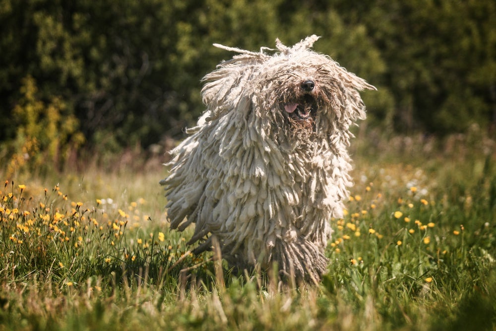  A única coloração aceita no Komondor é o marfim