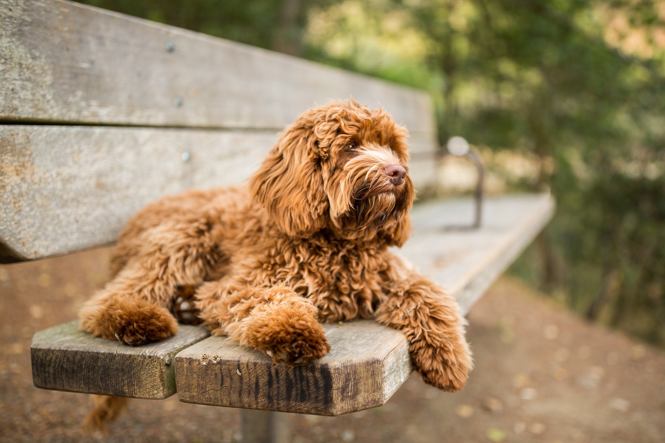 Apesar de peludo, o Labradoodle não solta muito pelo 