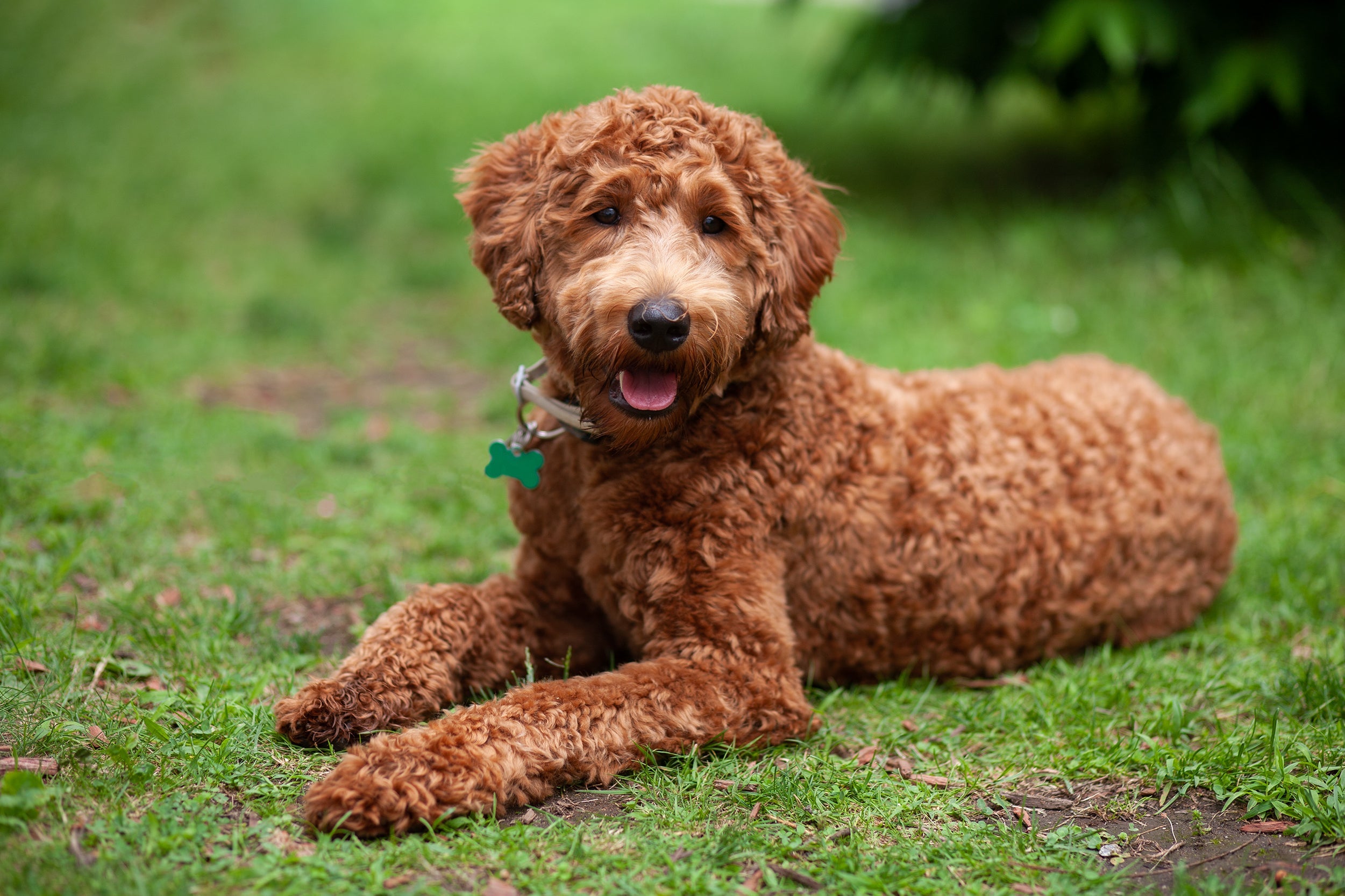 O Labradoodle adora brincadeiras ao ar livre
