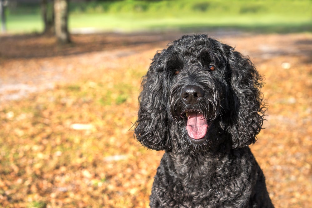 Labradoodle preto é descendente de Poodle e Labrador igualmente pretos