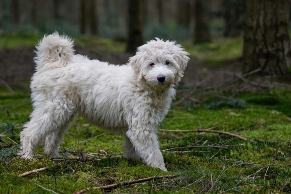 O Labradoodle filhote é ativo e adora ser estimulado mentalmente