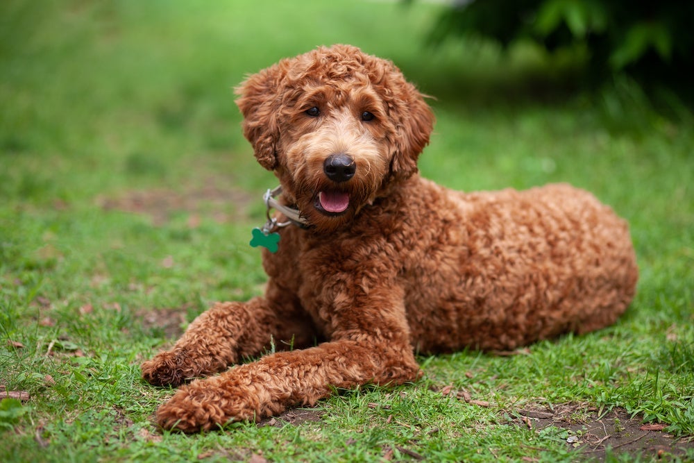 Tamanho e cor do Labradoodle depende das características do Labrador e do Poodle que lhe deram origem