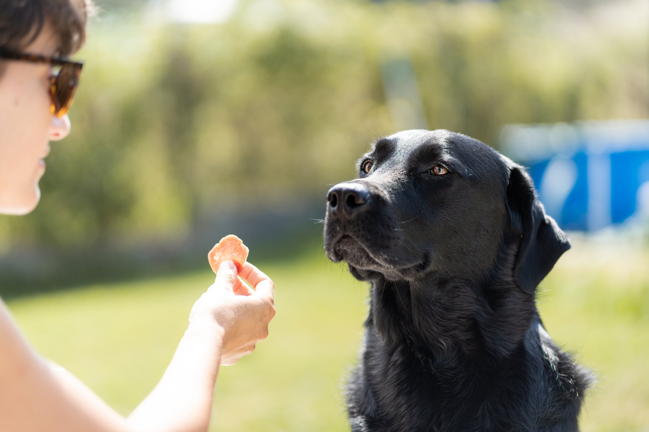 O Labrador é um cachorro inteligente e se destaca nos trabalhos de cão-guia