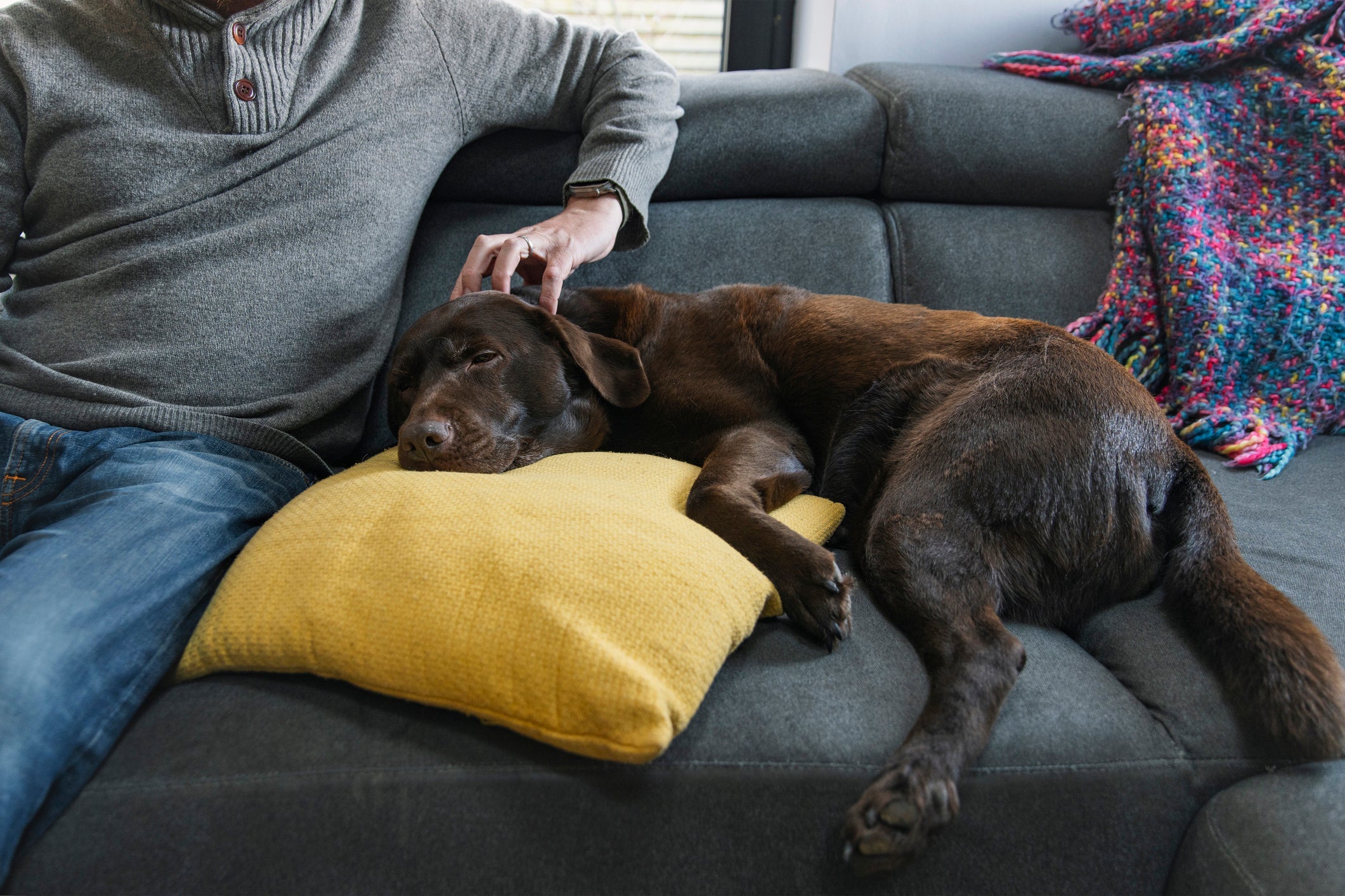 O Labrador é um cachorro que ama receber carinho do tutor