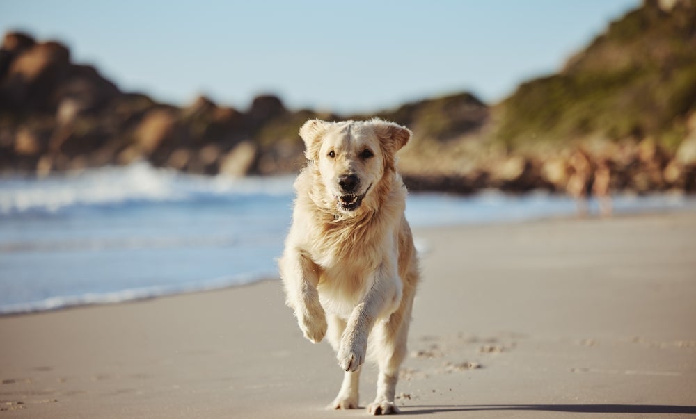 Nomes para cachorros Labrador: filmes e série de TV pode inspirar alguns