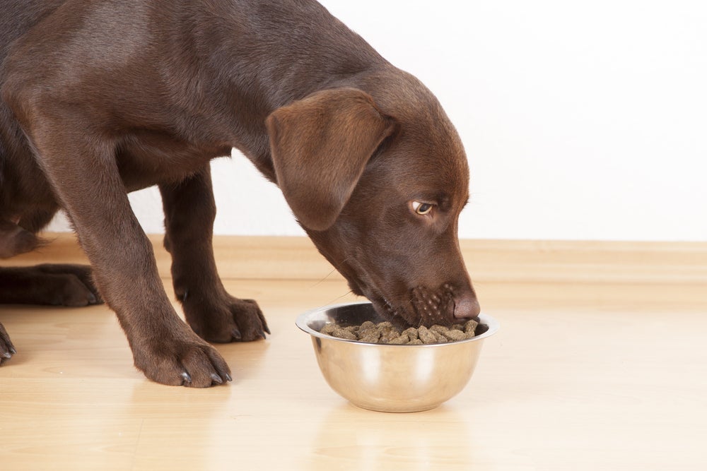 O Labrador precisa de alimentação equilibrada