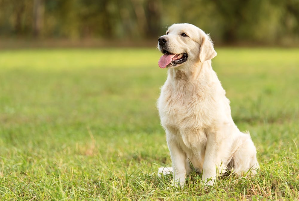 O Labrador é mais propenso a desenvolver a dermatite atópica