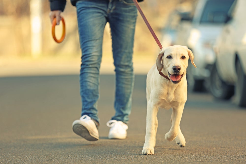 O Labrador se adapta a qualquer ambiente e adora agradar quem ama