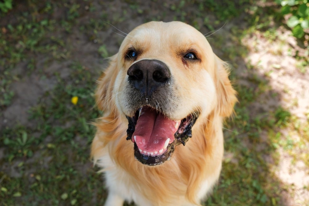 O Labrador é pura simpatia, até mesmo com pessoas desconhecidas