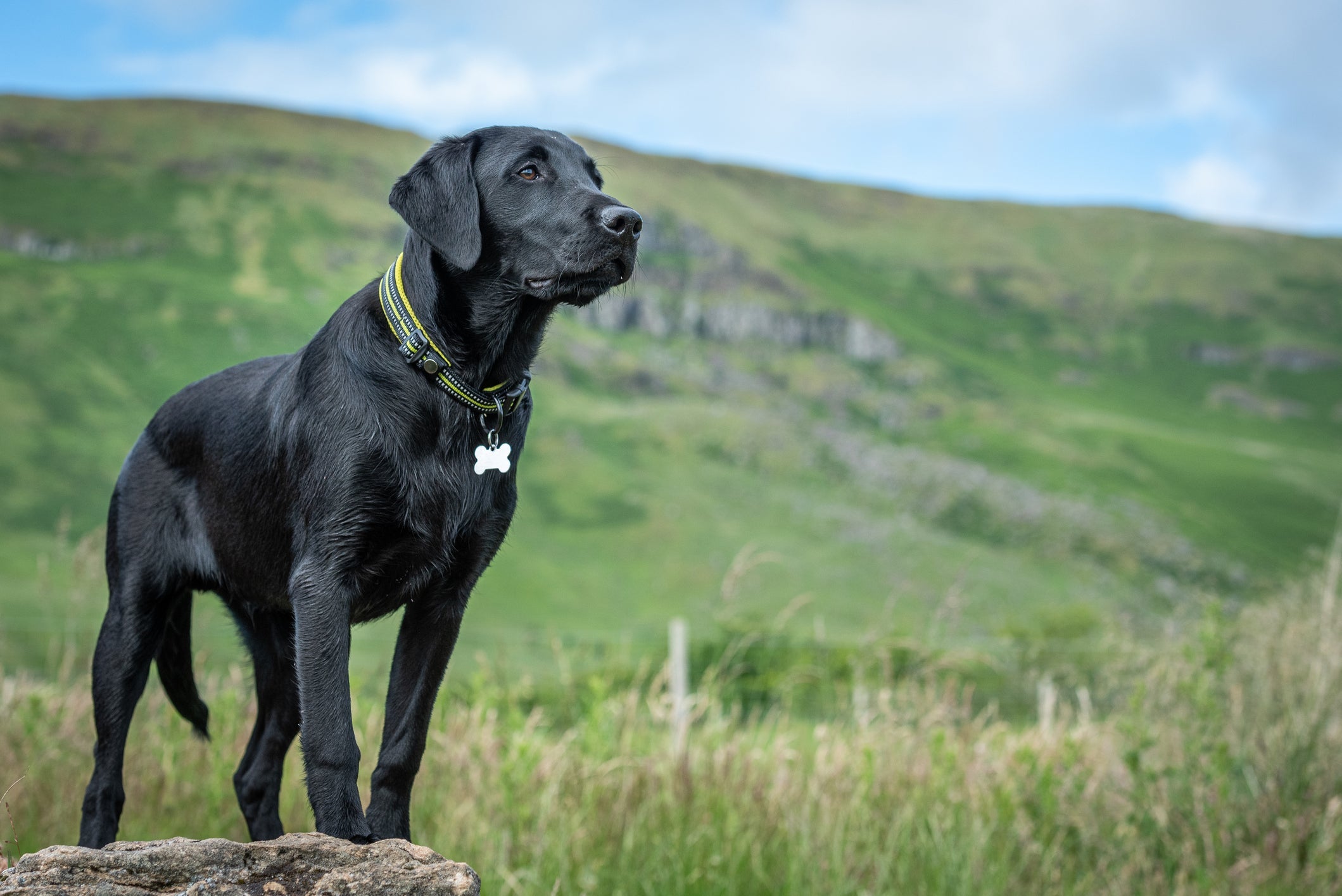 O Labrador é uma das raças de cachorro mais amadas