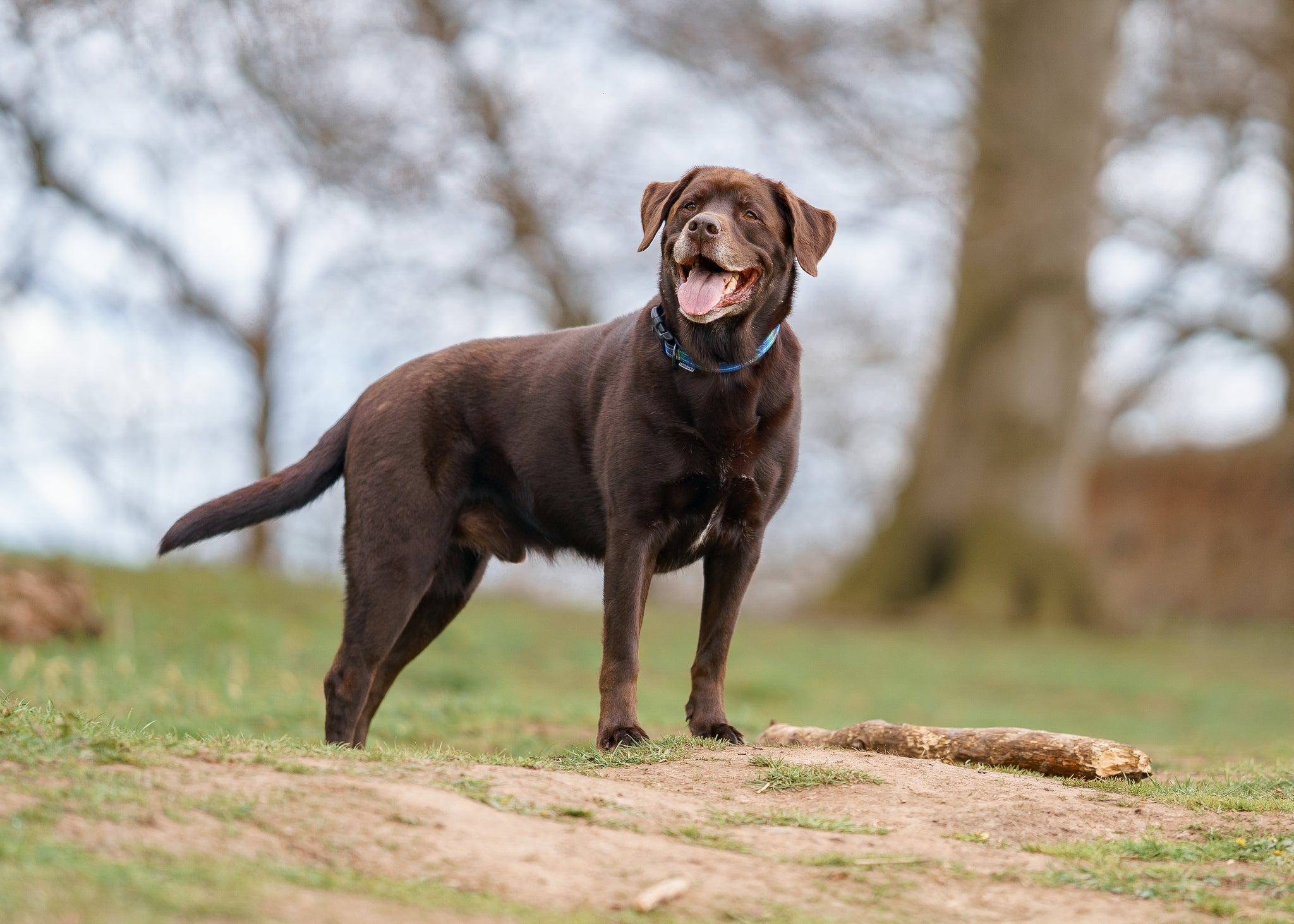 O Labrador é uma das raças de cachorro mais utilizadas como cão-guia por causa da paciência