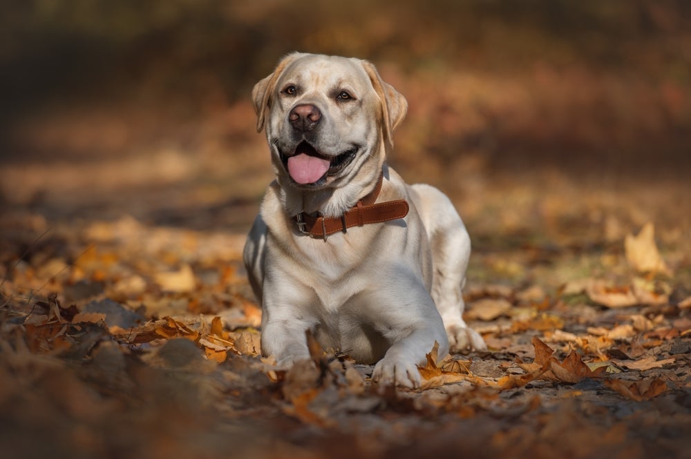 A raça Labrador chama a atenção por sua esperteza