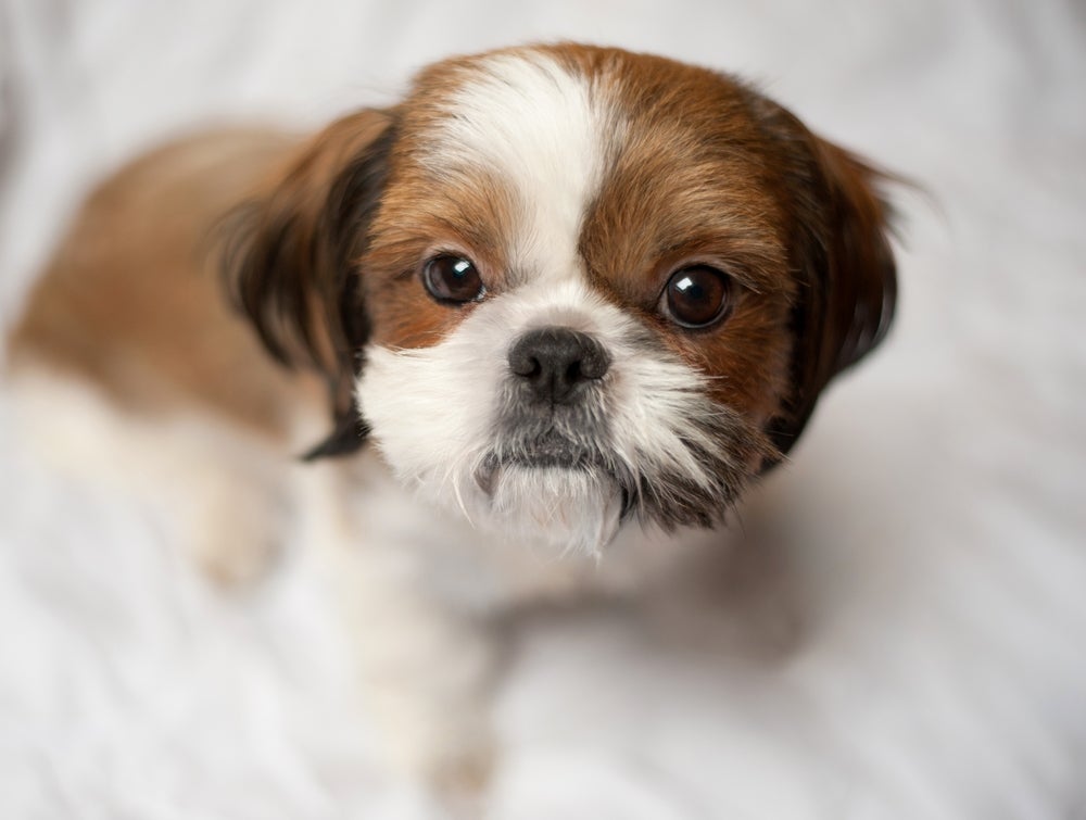 No dia a dia, garanta que a área logo abaixo dos olhos do Shih Tzu não fique molhada.