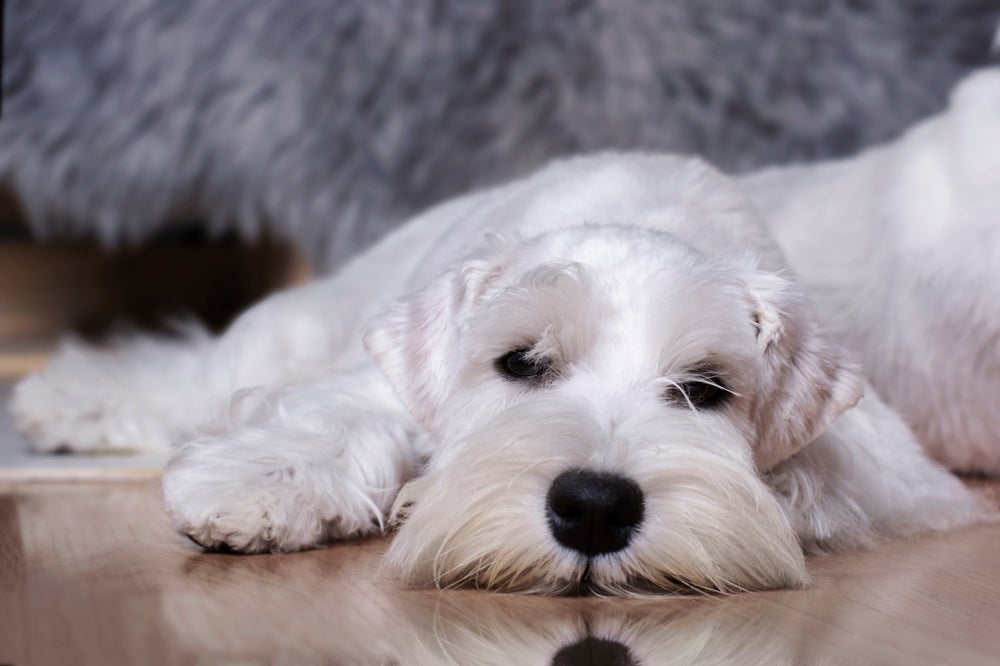 Lama biliar: cães podem apresentar apatia, dores abdominais e falta de apetite