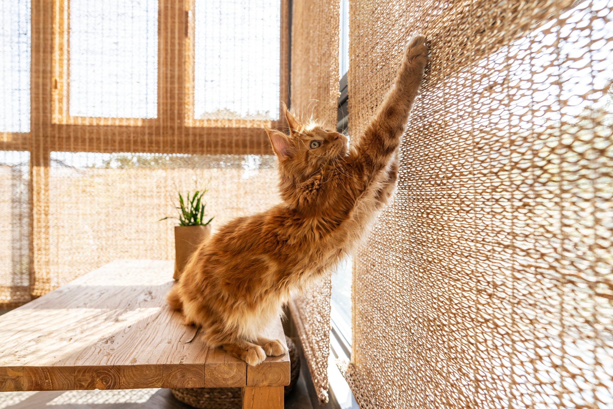 O gato laranja é falante e bagunceiro 