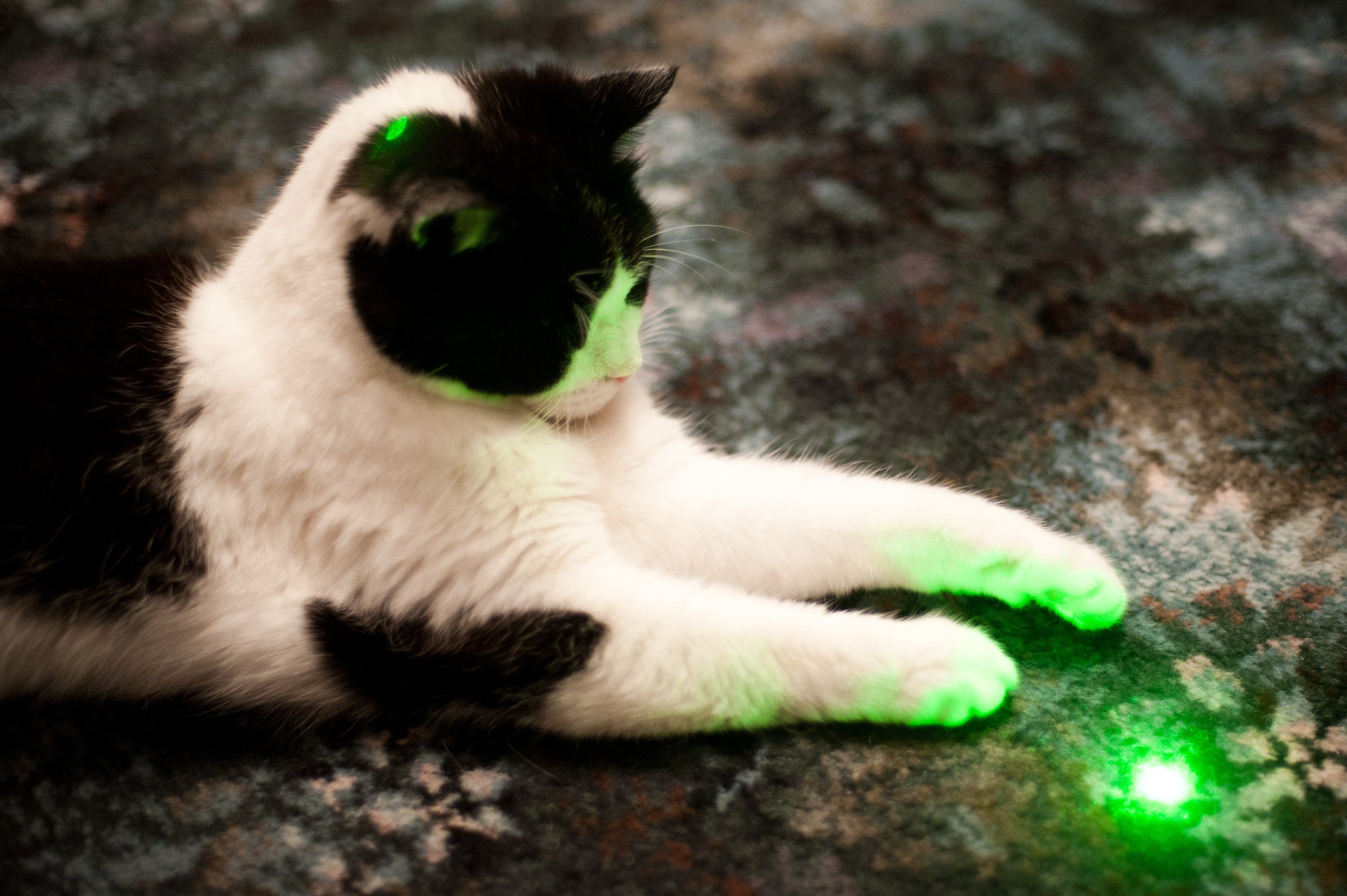 O laser para gato pode causar comportamentos compulsivos se não for usado do jeito certo