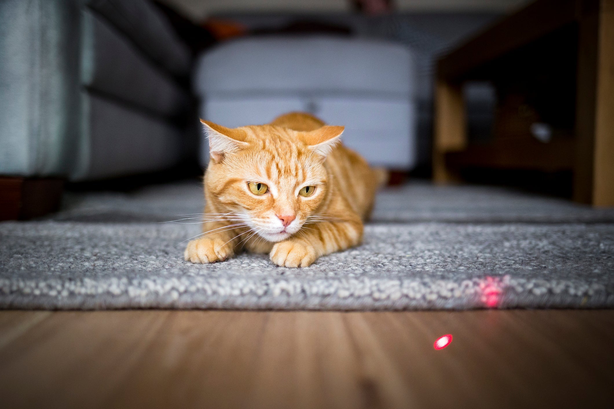 Laser para gatos: não coloque o laser tão próximo aos olhos do seu felino, isso pode cegá-lo.